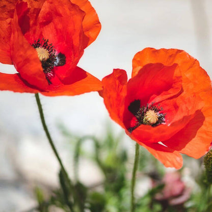 Garden Poppy Seeds
