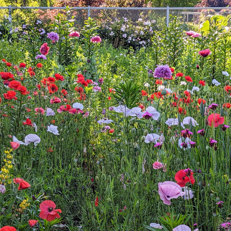 Garden Poppy Seeds