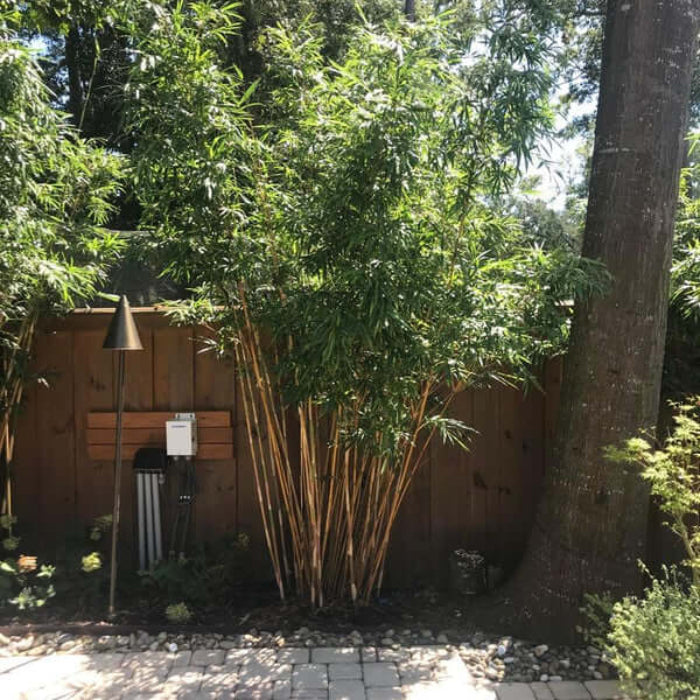 Garden Privacy Bamboo seeds - Flower Plant