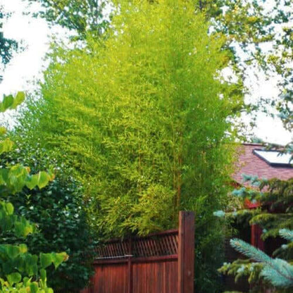 Garden Privacy Bamboo seeds - Flower Plant