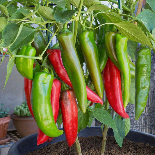 Garden Salsa Pepper Seeds - Vegetable Plant