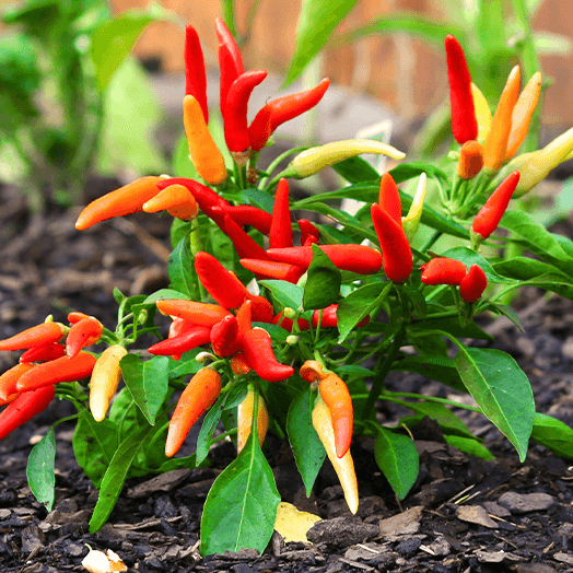 Garden Salsa Pepper Seeds - Vegetable Plant