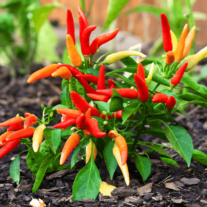 Garden Salsa Pepper Seeds - Vegetable Plant