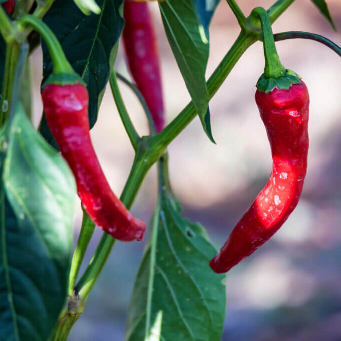 Garden Salsa Pepper Seeds - Vegetable Plant