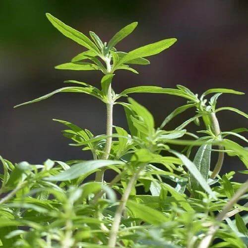 Garden Savory Seeds