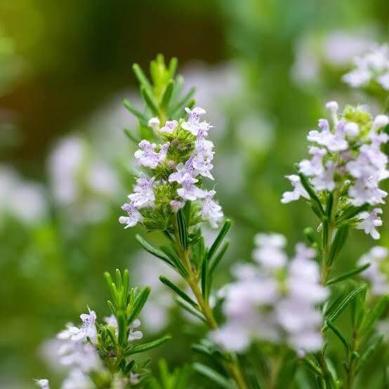 Garden Savory Seeds