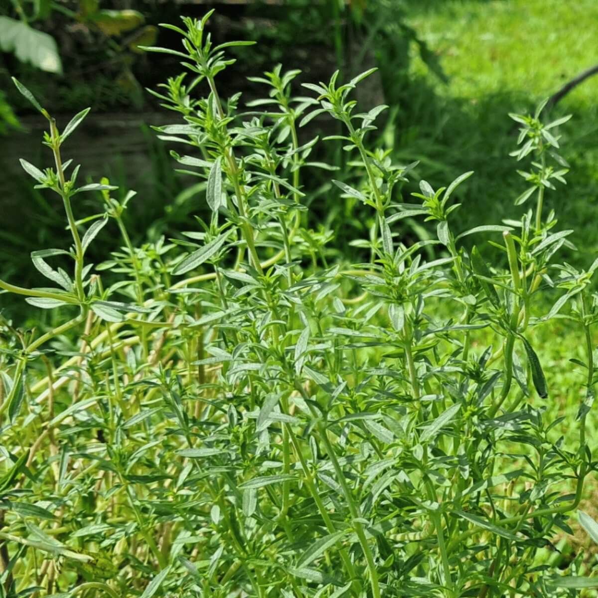 Garden Savory Seeds