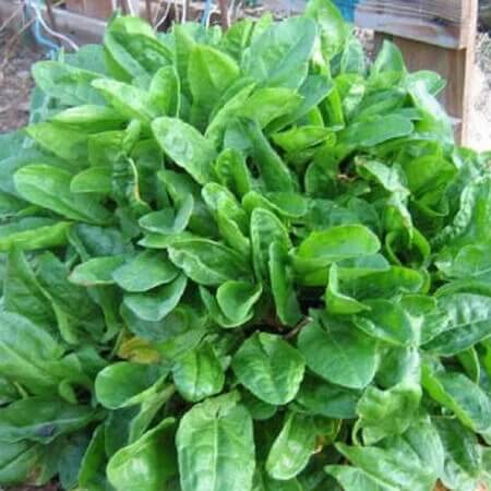 Garden Sorrel Seeds - Herbal Plant