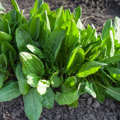 Garden Sorrel Seeds - Herbal Plant