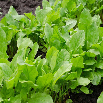Garden Sorrel Seeds - Herbal Plant
