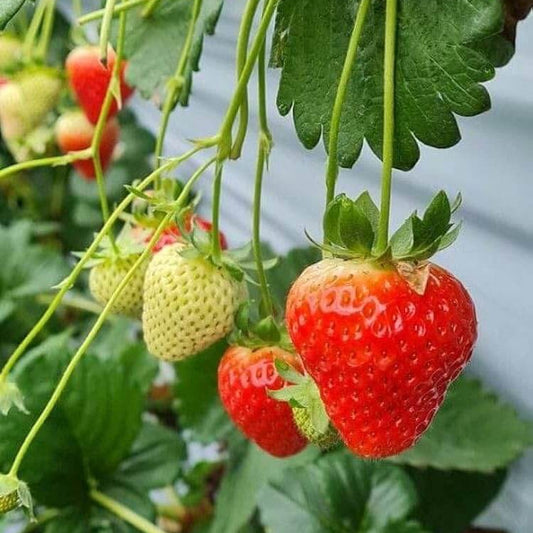 Garden Strawberry Seeds - Fruit Plant