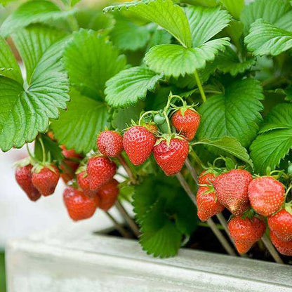 Garden Strawberry Seeds - Fruit Plant