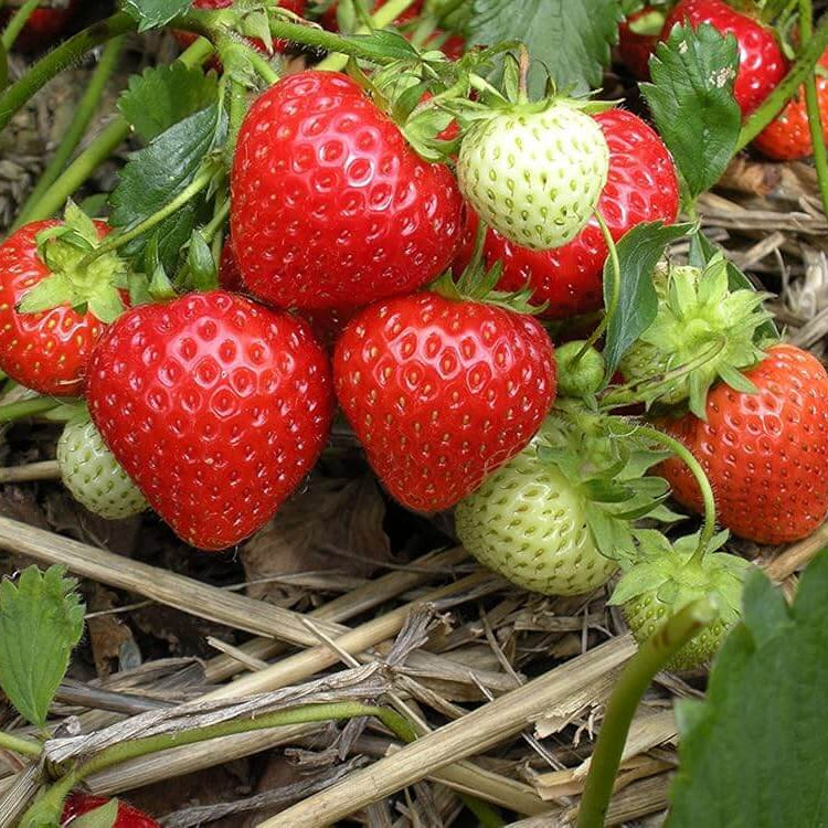 Garden Strawberry Seeds - Fruit Plant