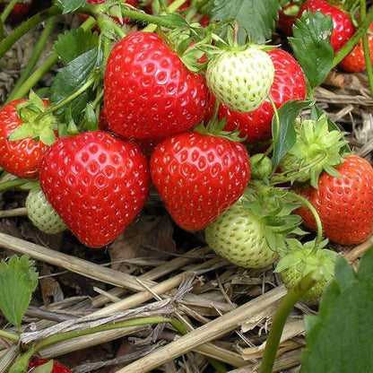 Garden Strawberry Seeds - Fruit Plant