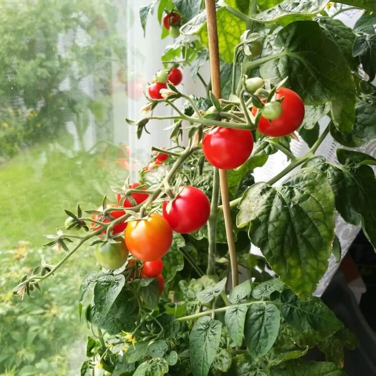 Garden Tomato Seeds