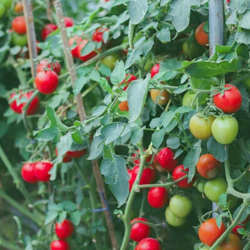 Garden Tomato Seeds