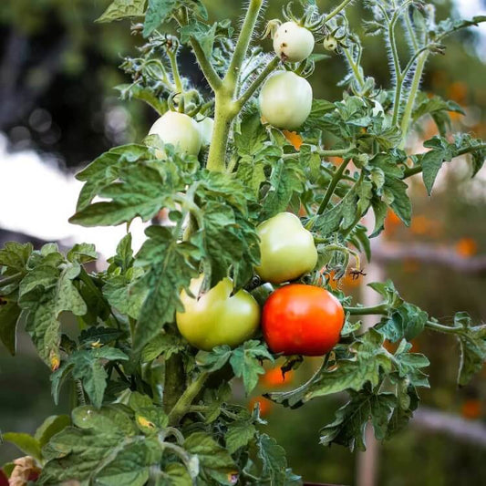 Garden Tomato Seeds