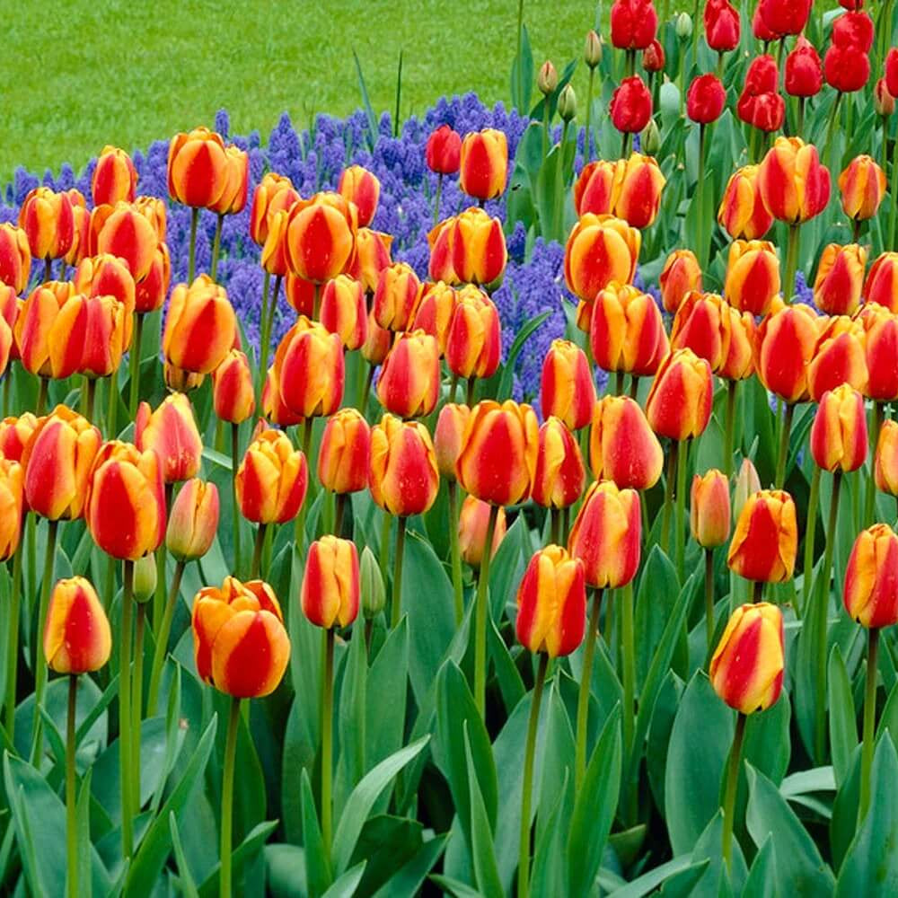 Garden Tulips seeds