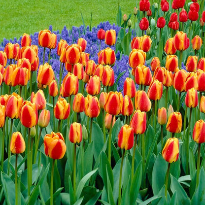 Garden Tulips seeds