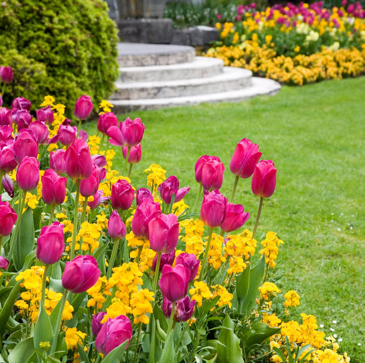Garden Tulips seeds