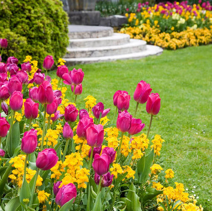 Garden Tulips seeds