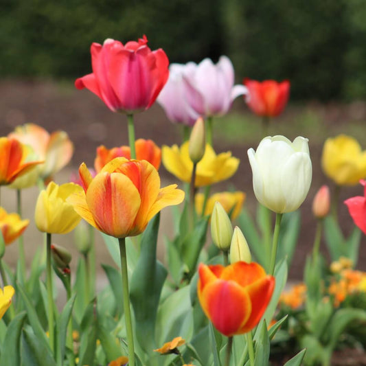 Garden Tulips seeds