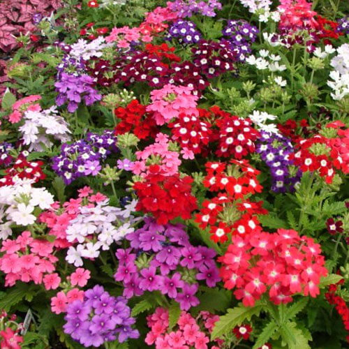 Garden Verbena Seeds - Flower Plant