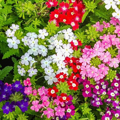 Garden Verbena Seeds - Flower Plant