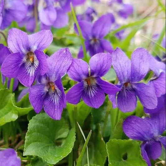 Garden Violet Seeds