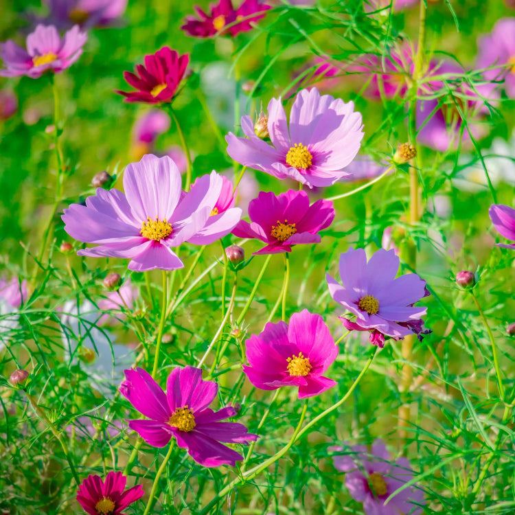 Garden cosmos seeds - Flower Plant