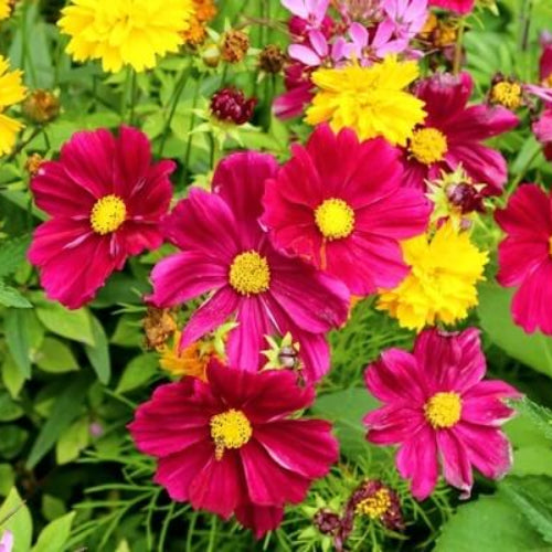 Garden cosmos seeds - Flower Plant