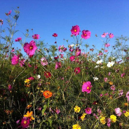 Garden cosmos seeds - Flower Plant