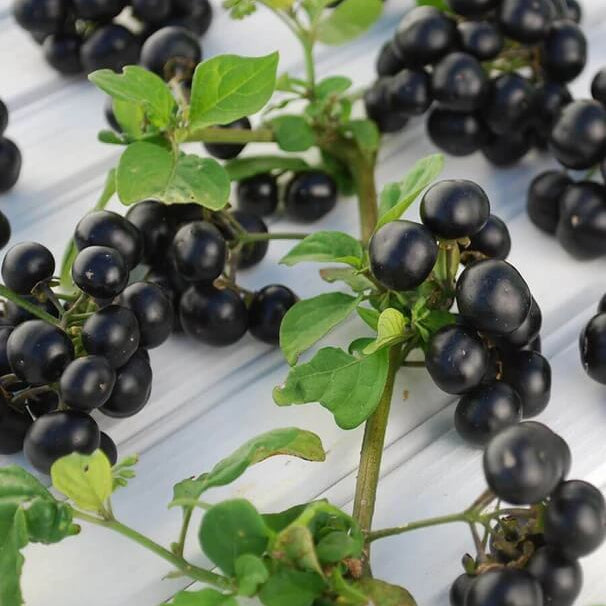 Garden huckleberry seeds - Fruit Plant