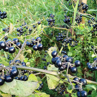 Garden huckleberry seeds - Fruit Plant
