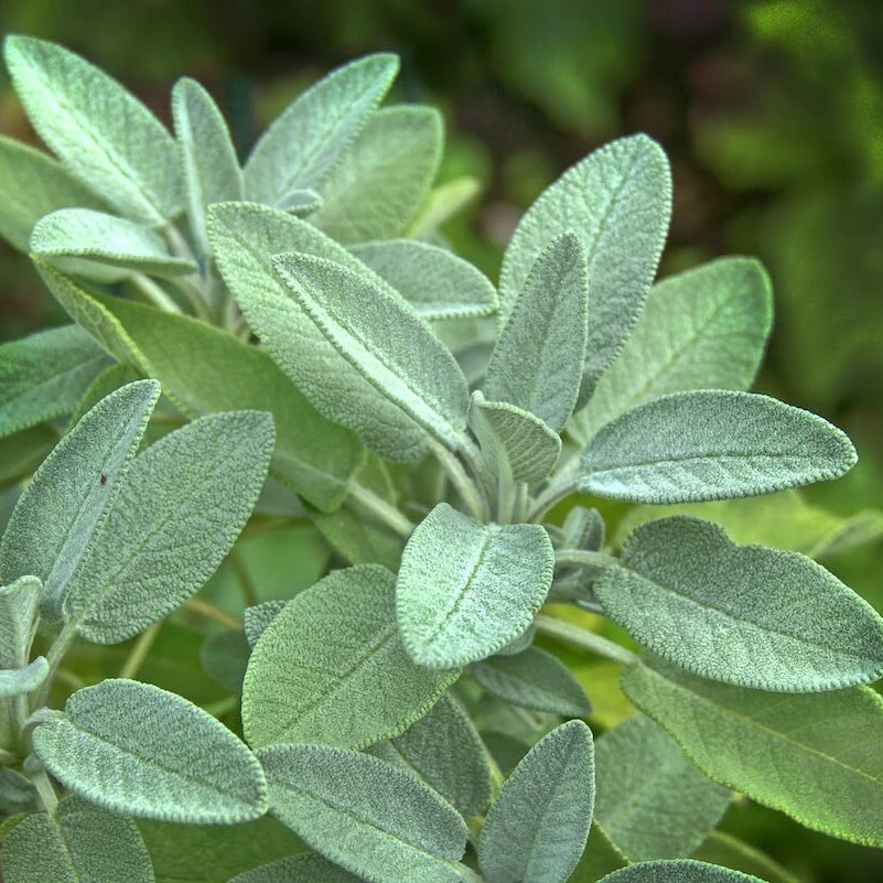 Garden sage seeds - Vegetable Plant