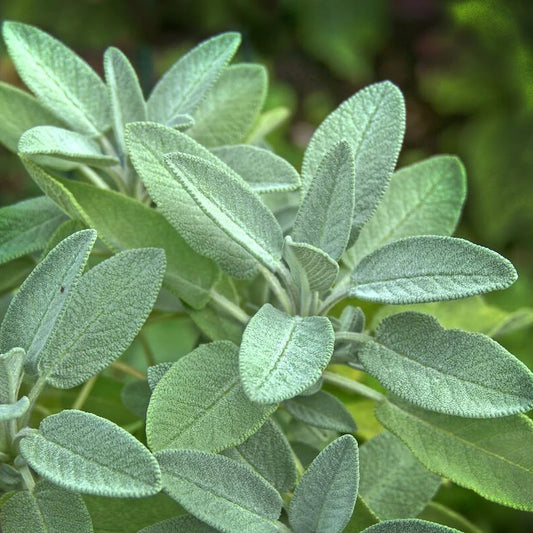Garden sage seeds - Vegetable Plant