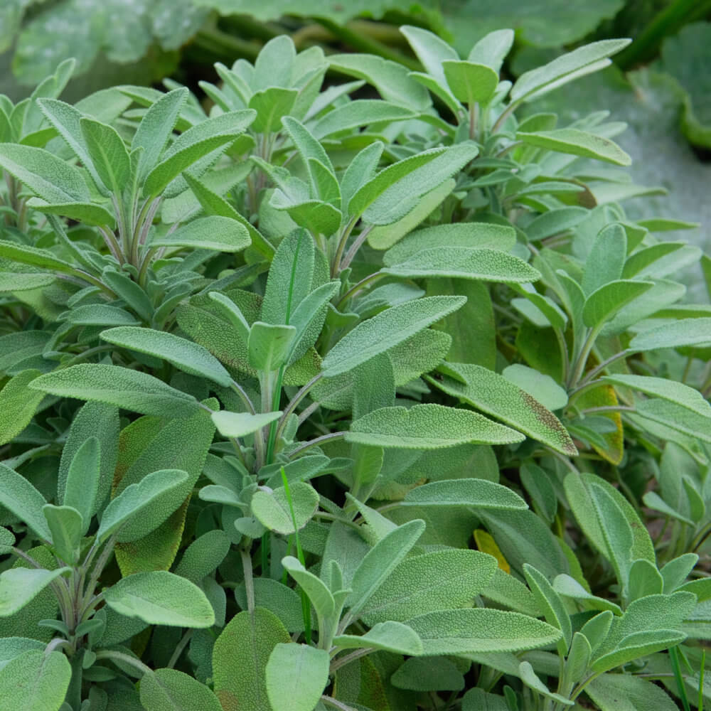 Garden sage seeds - Vegetable Plant