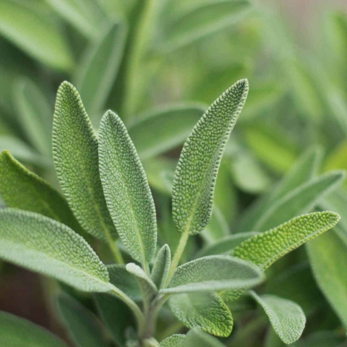 Garden sage seeds - Vegetable Plant
