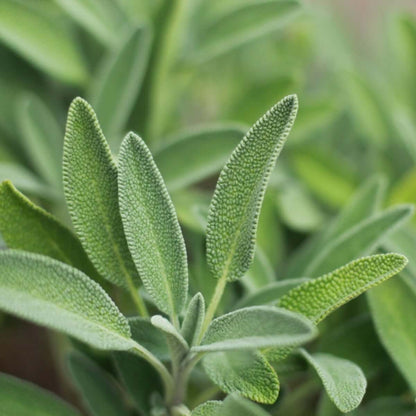 Garden sage seeds - Vegetable Plant