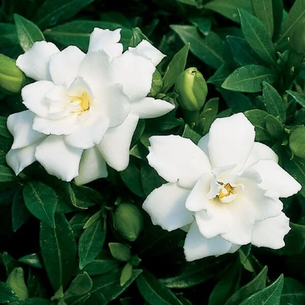 Gardenia Seeds - Plant for Home Gardens