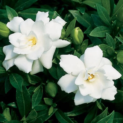 Gardenia Seeds - Plant for Home Gardens