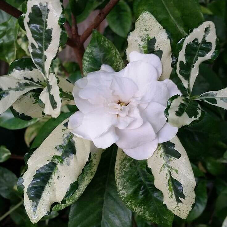 Gardenia Seeds - Plant for Home Gardens