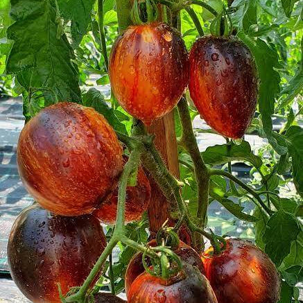 Gargamel Tomato Seeds