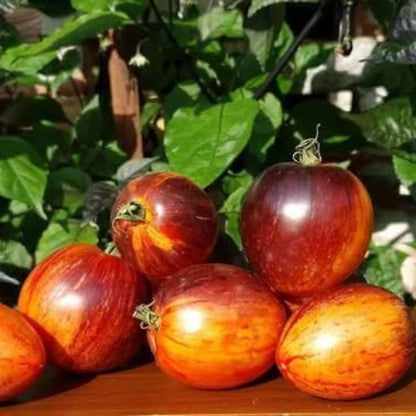 Gargamel Tomato Seeds
