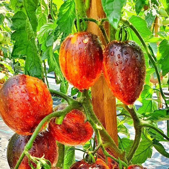 Gargamel Tomato Seeds