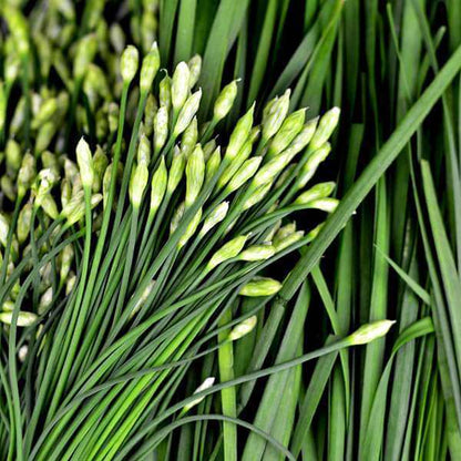 Garlic Chive Seeds