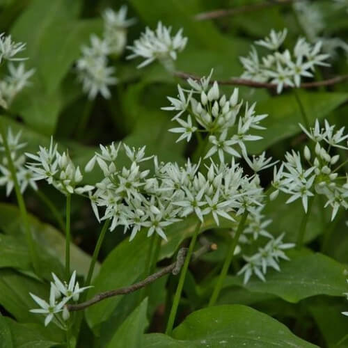 Garlic Flower Seeds