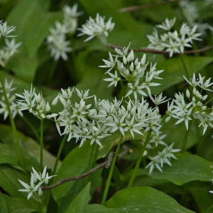 Garlic Flower Seeds