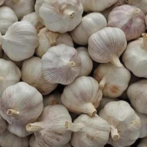 Garlic Plant Seeds 