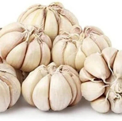 Garlic Plant Seeds 